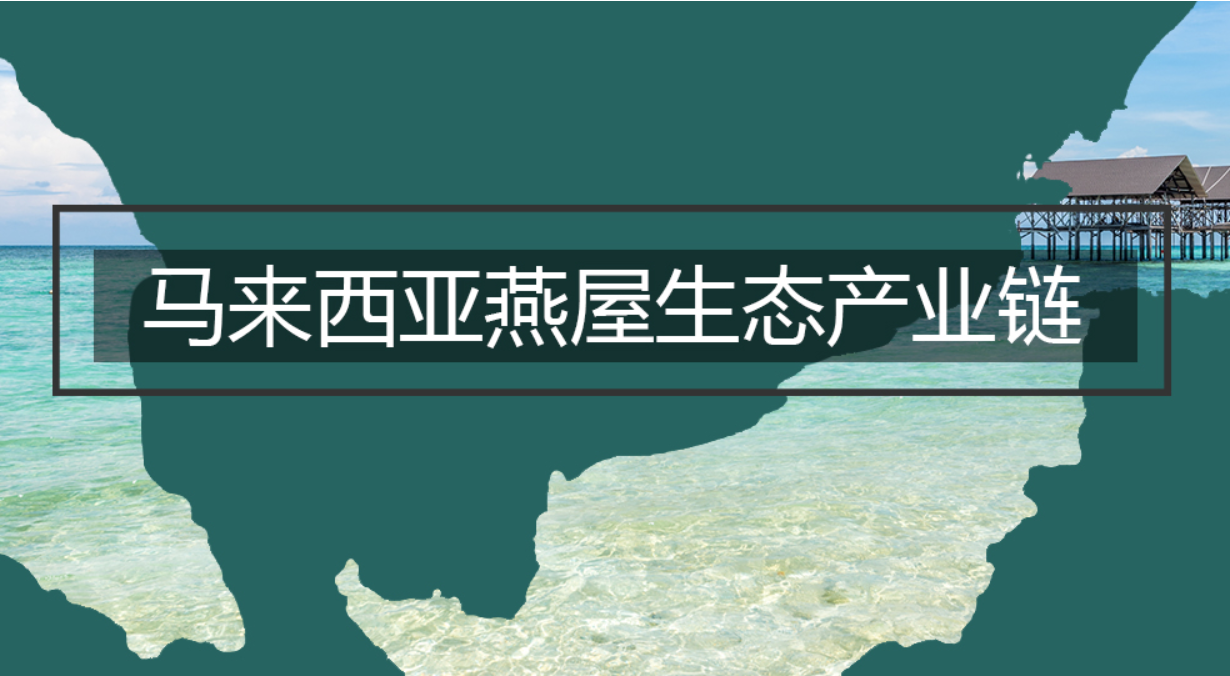 中信富盈為你揭秘什么是燕窩全產(chǎn)業(yè)鏈