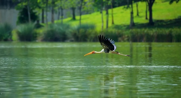 馬來西亞——濕地公園
