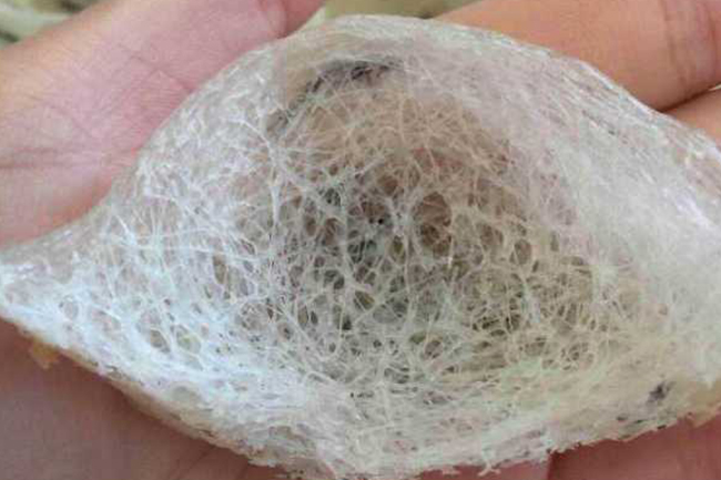 中信富盈一直追求燕窩的純粹、自然，從源頭把控品質(zhì)